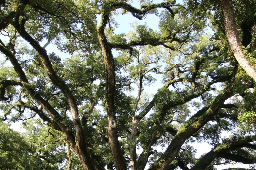 Tree service in Galveston, TX