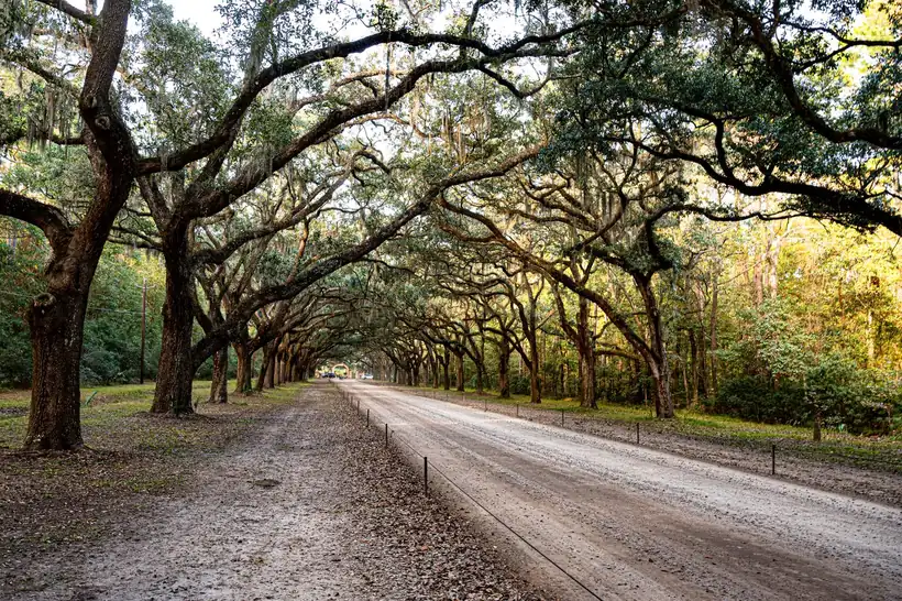Tree service in Galveston, TX