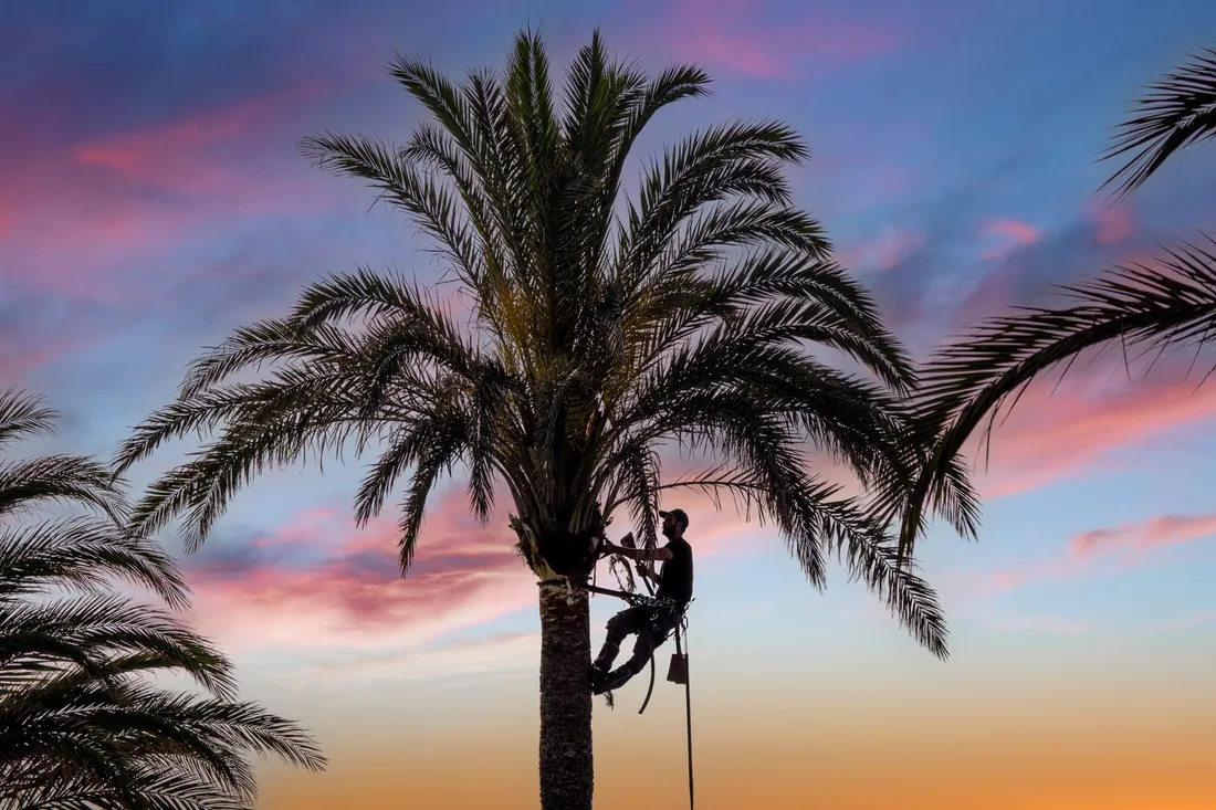 Palm tree trimming in Galveston, TX