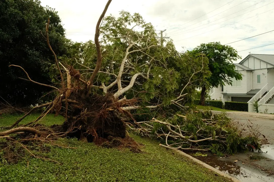 Emergency tree service in Galveston, TX