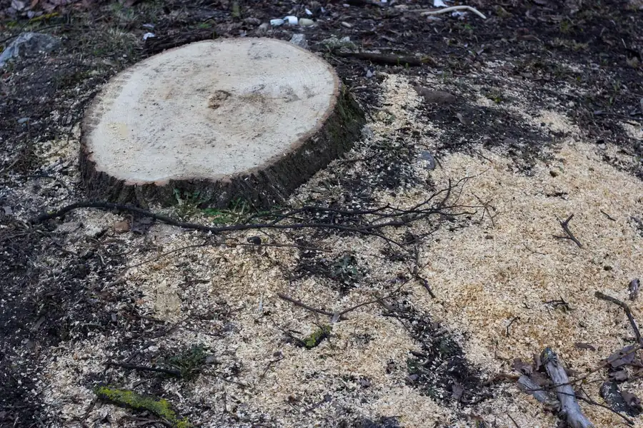 Stump grinding in Galveston, TX