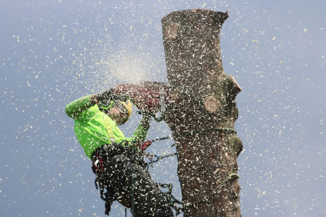 Tree removal in Galveston, TX
