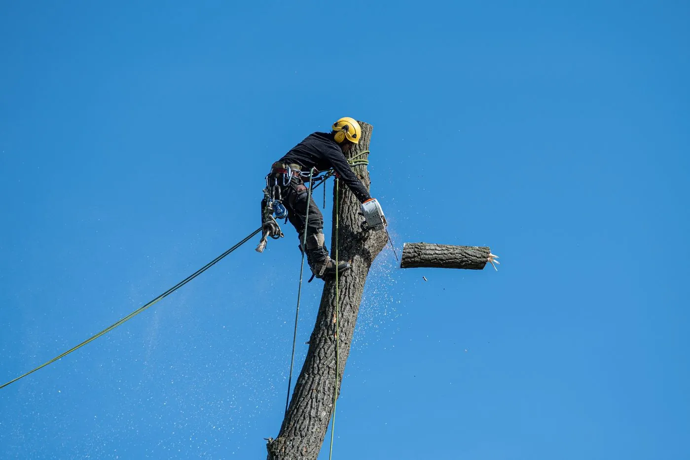 Tree service in Galveston, TX