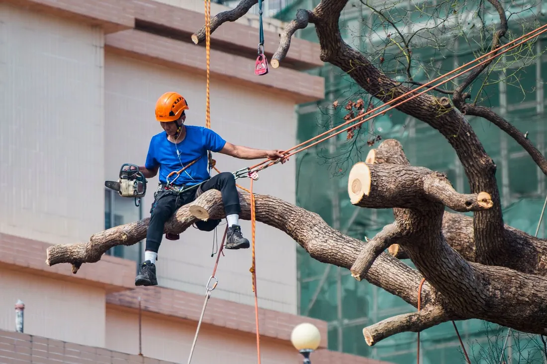 Tree trimming in Galveston, TX